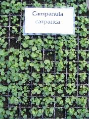 Campanula carpatica raw seed