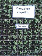 Campanula carpatica raw seed