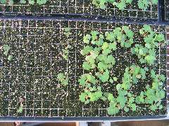Geranium sanguineum raw seed (2 lots)