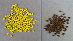 Raw vs. ApeX Geranium seed
