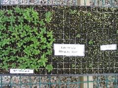 Lavandula Hidcote Kieft tuned seed (left) vs raw (right)